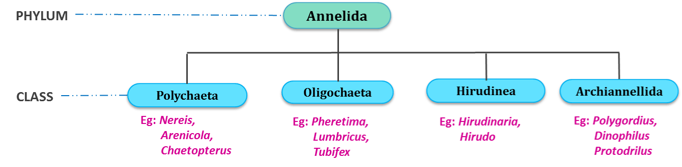 Classification of phylum Annelida, Polychaeta, Oligochaeta, Hirudinia, archiannellida, earthworm, nereis, leech